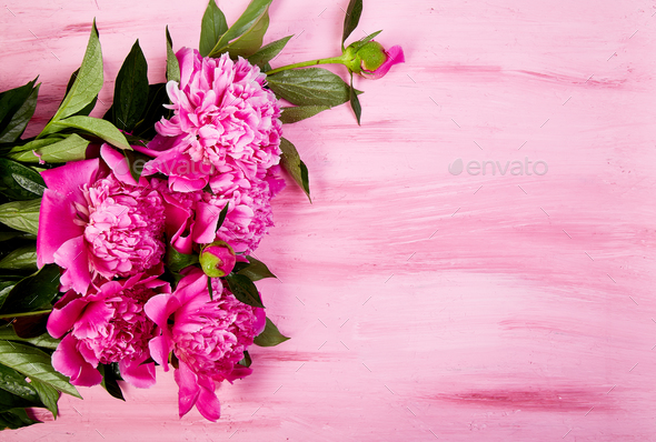 Beautiful pink peony flowers - Stock Photo - Images