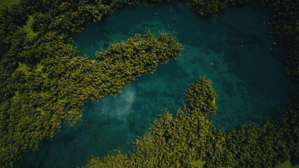 Lake In The Jungle alt