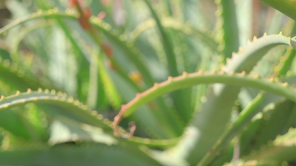 Aloe Bushes in Bright Sunlight Rays alt