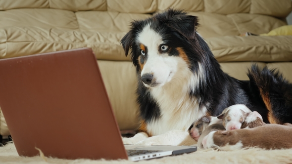 The Mother of Many Children - a Dog Watching a Video on a Laptop. Funny Videos with Animals and alt