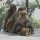 Monkeys in the City of Kathmandu - VideoHive Item for Sale