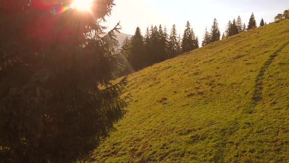 Beautiful Forests on Hillside in Summer Sunlight alt