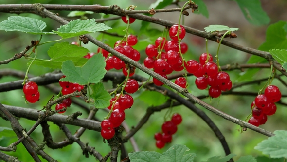 Ribes Rubrum Berries Redcurrant