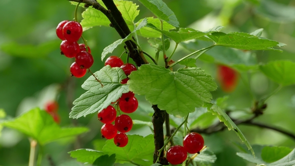 Red Ribes Rubrum Berries Redcurrant