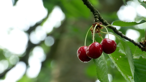 Cherry on the Tree