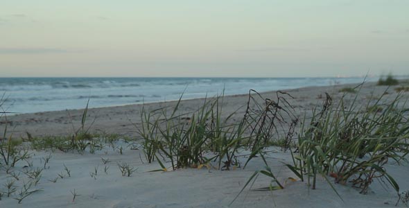 Grass On The Beach Shore