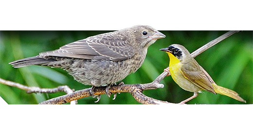 Songbirds and Other Birds