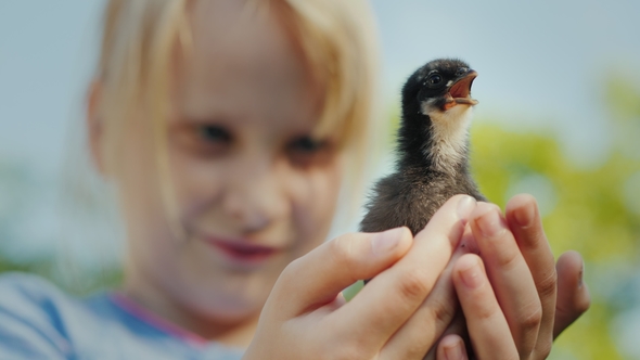 A Little Girl Is Holding a Live Chick in Her Hands alt