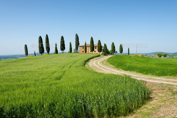 Farm villa with cypresses and crops in Tuscany - Stock Photo - Images