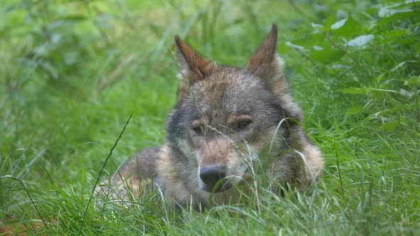Slow motion close up of wild Lupus Wolf resting in deep grass during daytime - Portrait shot of Slee alt