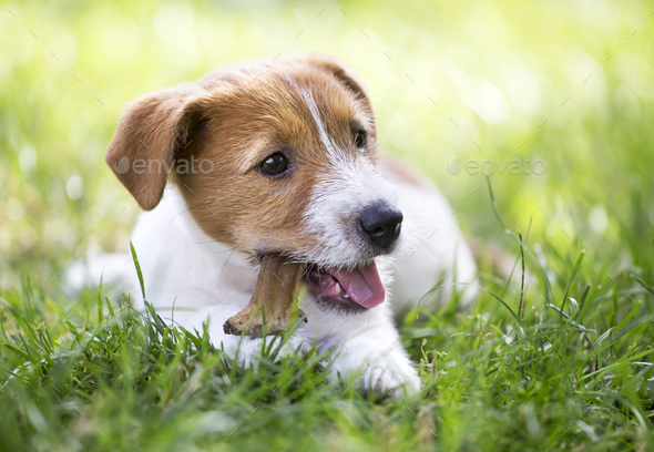 Happy dog puppy chewing bone Stock Photo by Elegant01 | PhotoDune