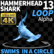 Hammerhead Shark 13 Swims in a Circle-3 - VideoHive Item for Sale