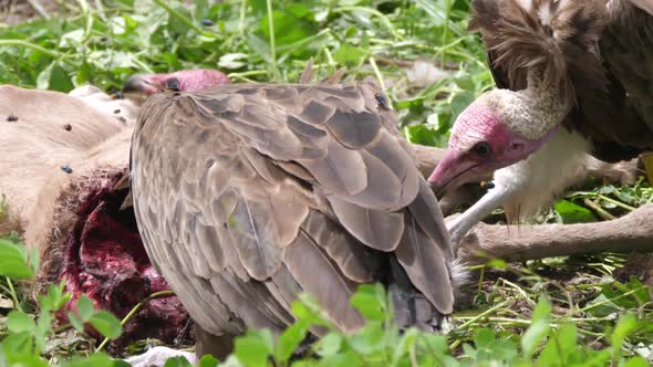 Hooded Vultures eating from a carcass  alt