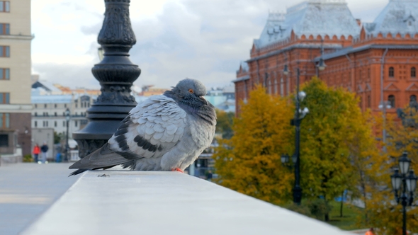 Dove Is Sitting on a Concrete Fence in a City in Early Autumn Day, Looking at a Camera