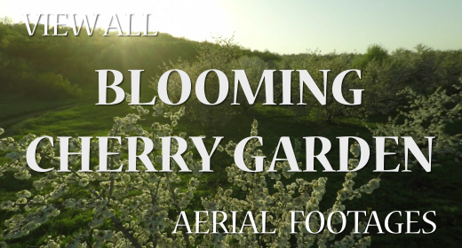 Aerial View of Blooming Cherry Trees in Garden