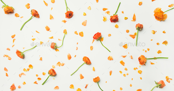 Flat-lay of orange buttercup flowers over white background, wide composition - Stock Photo - Images