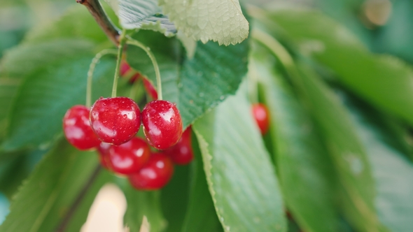 Juicy Berries of Sweet Cherry Grow on a Tree alt