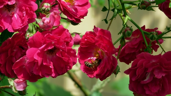 Honey Bees in the Rose Bush