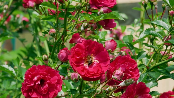 Honey Bees in the Rose Bush