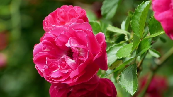 Red Polyantha Rose Bush