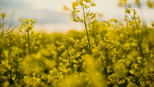 Flowering Rapeseed on the Background of the Sun. Rapeseed Field. Blooming Canola Flowers