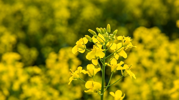 Beautiful Flower Canola,, Stock Footage 