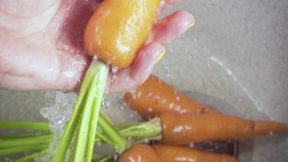 Carrot Harvest in the Sink Under the Water