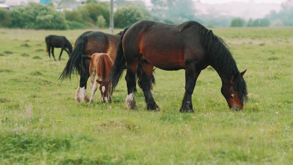 A Herd of Wild Horses Eat Fresh Greens in a Meadow