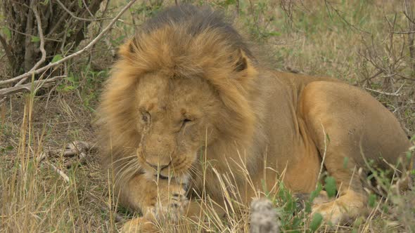 Lion cleaning its front paws alt
