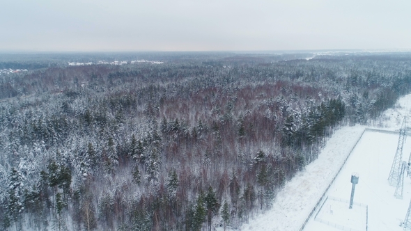 Pine Forest Covered with Snow Near Distribution Substation alt