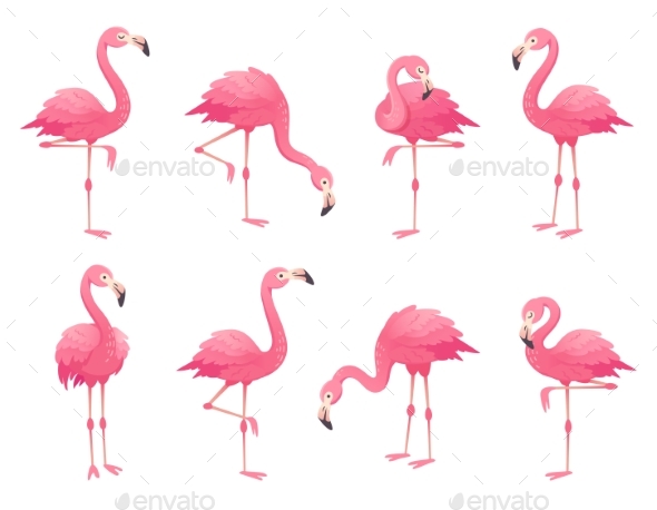 Exotic Pink Flamingos Birds - Animals Characters