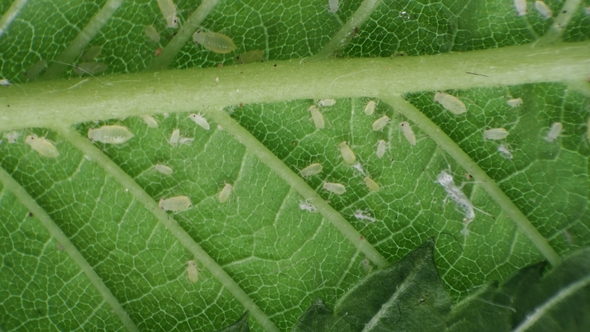 Aphids on a Green Leaf Under a Microscope alt