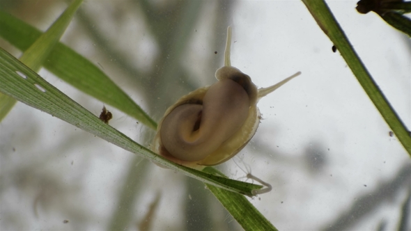 A Small Snail Moves Along the Stalk of the Plant During a Meal alt