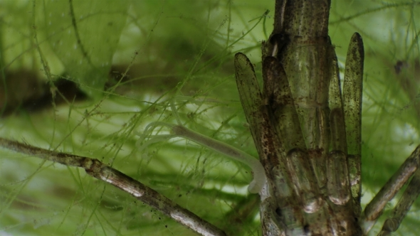 Hydra Inhabiting Ponds and Aquariums Under a Microscope, Stock Footage