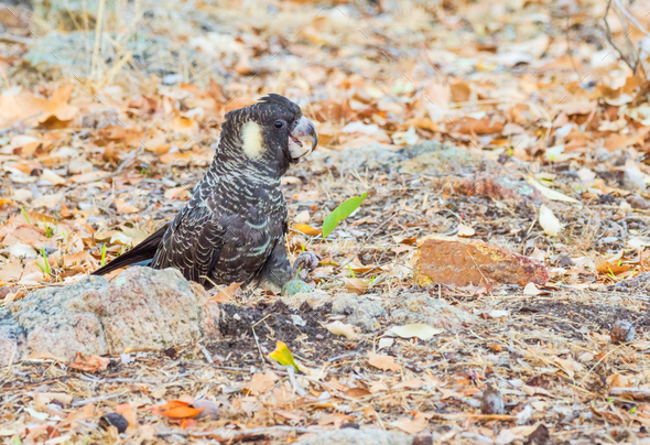 Female Short-Billed (Carnaby's) Black Cockatoo - Stock Photo - Images
