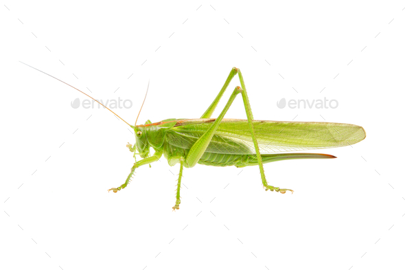 Green Grasshopper Isolated On A White Stock Photo By Neryx Photodune