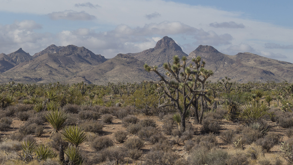 Castle Mountains in the Mojave Desert