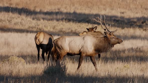 A herd of wild elks in the Rocky Mountain National Park alt