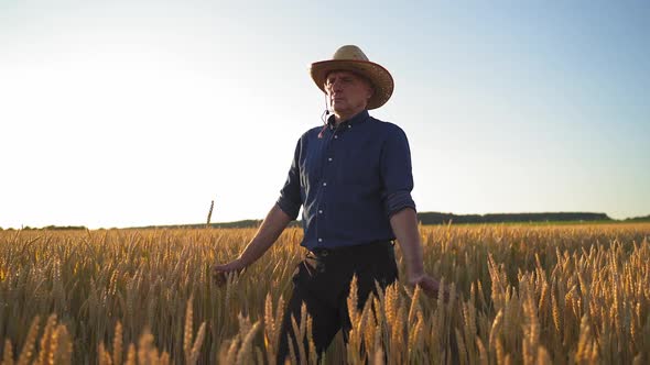 Farmer working in field. Farmer walking through field checking wheat crop alt