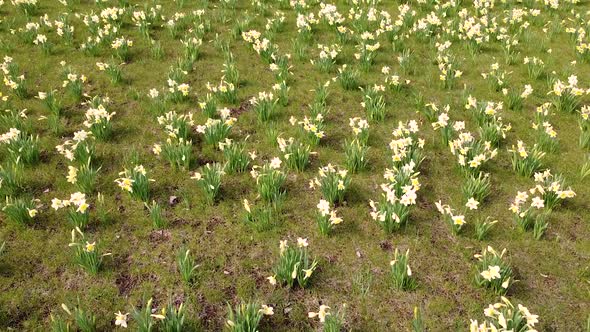 Sea of daffodils in light breeze in close up aerial drone view alt