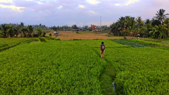 Aerial Shot of a Young Man Walking Along Beautiful Rice Fields on the Bali Island alt