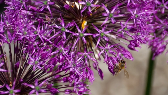 Bee on Onion Flowers alt