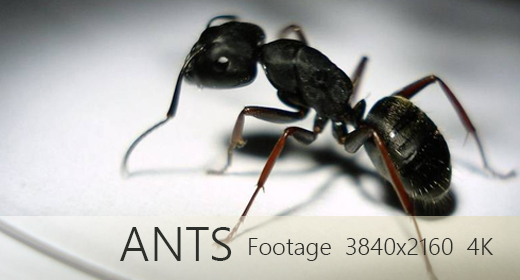 Ants