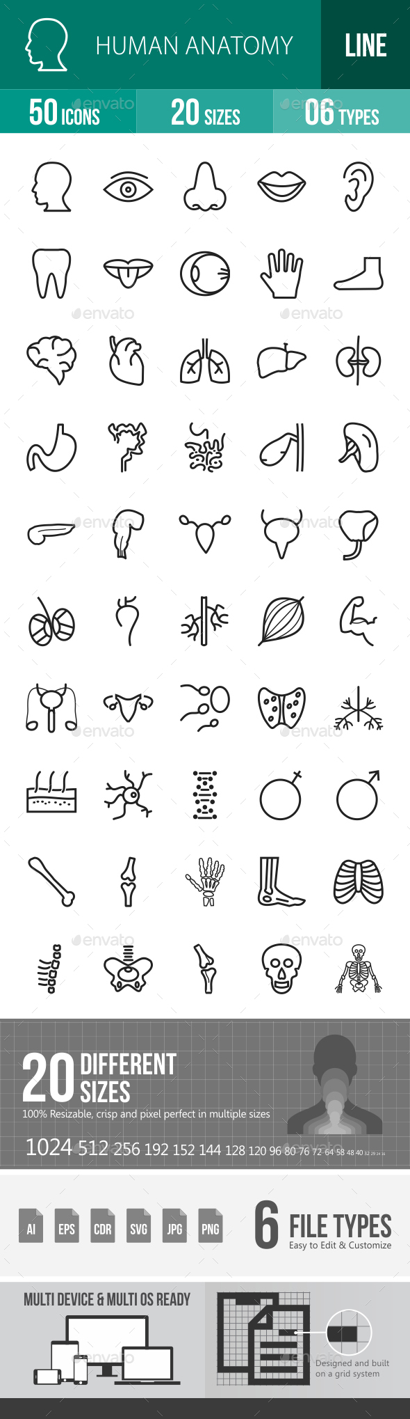 Human Anatomy Line Icons - Icons
