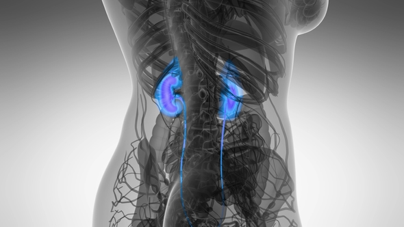Anatomy Scan of Human Kidneys, Motion Graphics | VideoHive