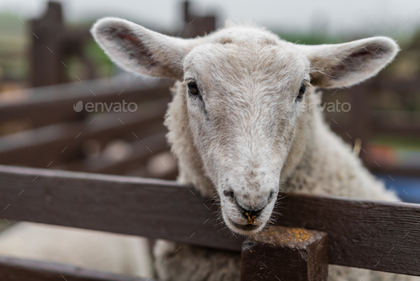 Cute sheep on the farm