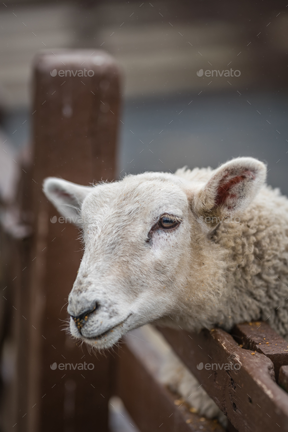 Cute sheep on the farm Stock Photo by pawopa3336 | PhotoDune