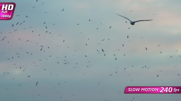 Birds Circling in a Dramatic Sky alt