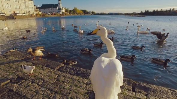 Swan Is Walking on a Shore of Icelandic City Lake Tjornin and Descending To the Water