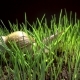 Snail Crawls in Grass - VideoHive Item for Sale